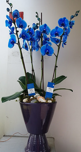 Bornova mavi orkide siparii