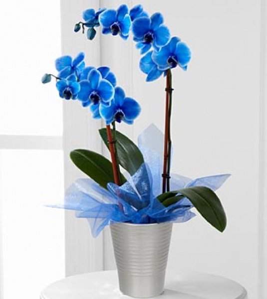 ieki mavi orkide 