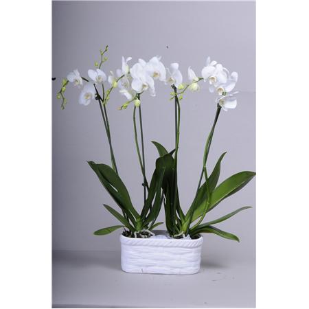 4 dallı orkide