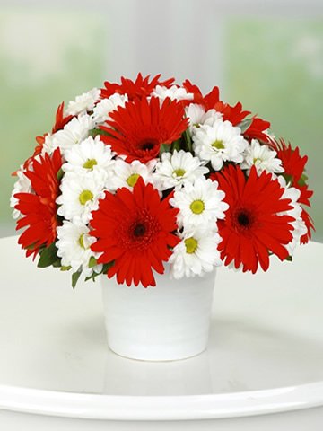 Seramik saksıda kırmızı beyaz çiçekler