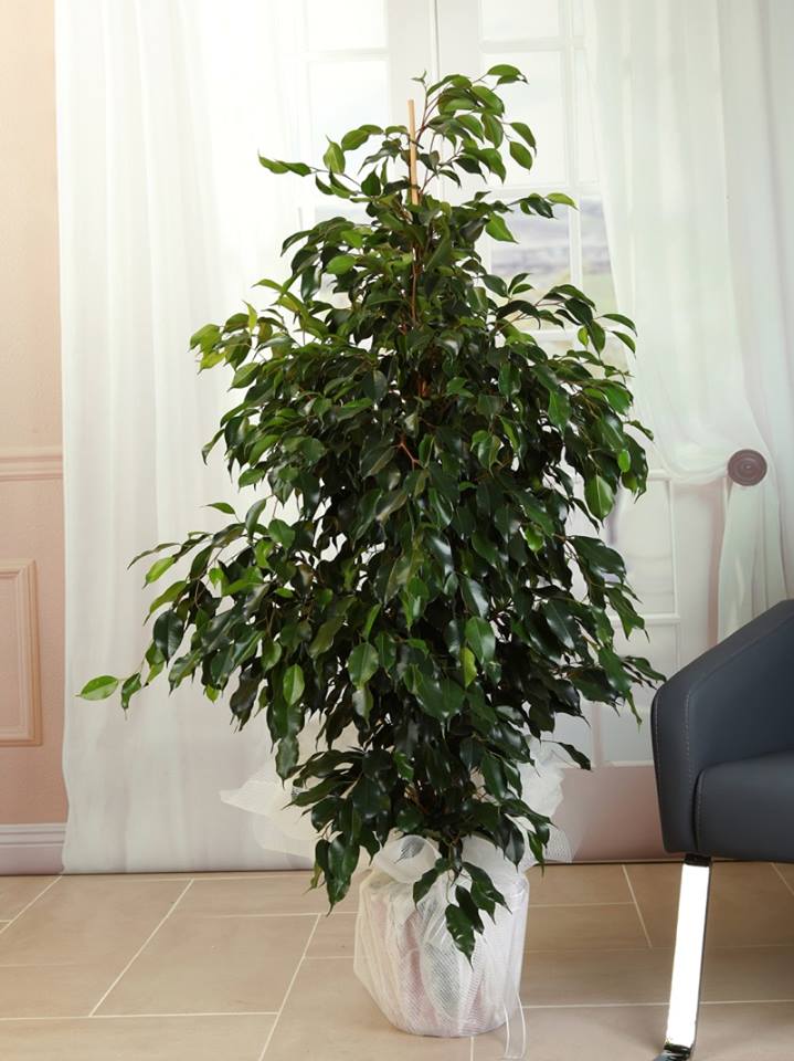 ficus benjamin