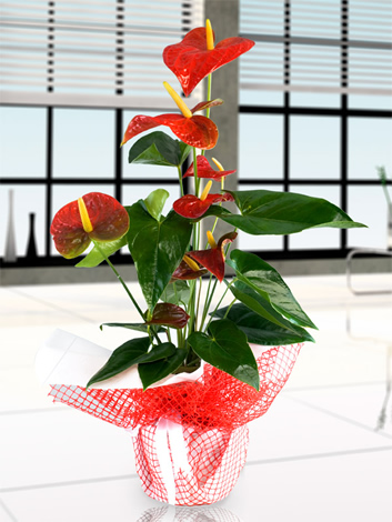 Anthurium flamingo