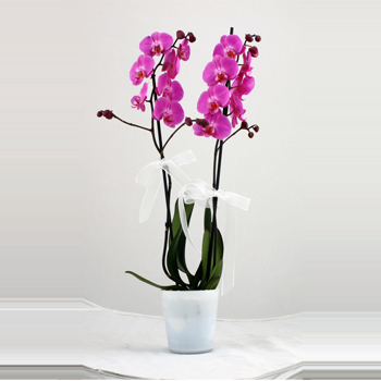 İkili renkli orkideler