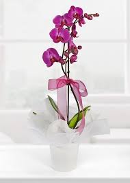 Renkli tekli orkide